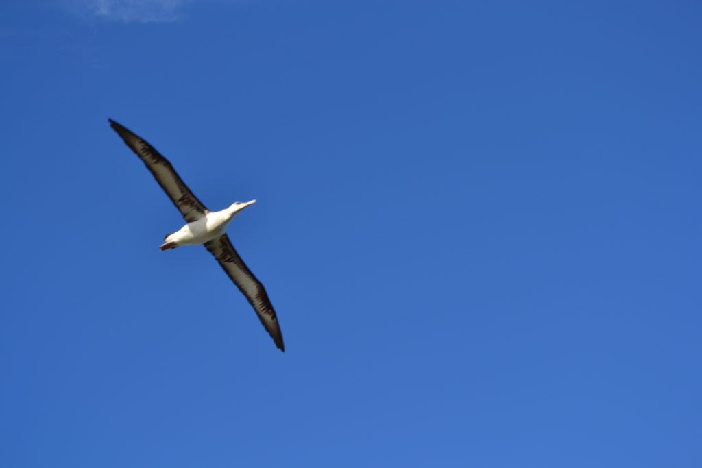 A Laysan Albatross viewed from below as it soars overhead across a blue sky on Midway Atoll.