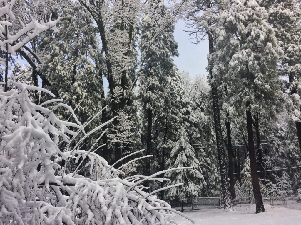 fresh snowfall in Nevada City, California during the Wild and Scenic Film Festival