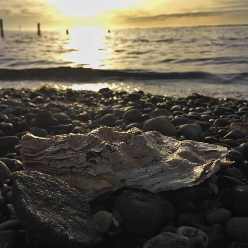 ancient oyster shell found on Crescent Beach in Surrey, BC, with ocean in the background.