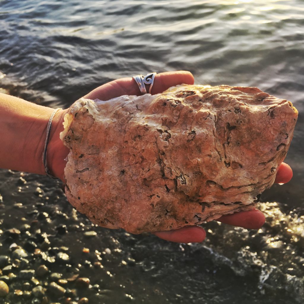 ancient oyster shell found on Crescent Beach, Surrey, BC.