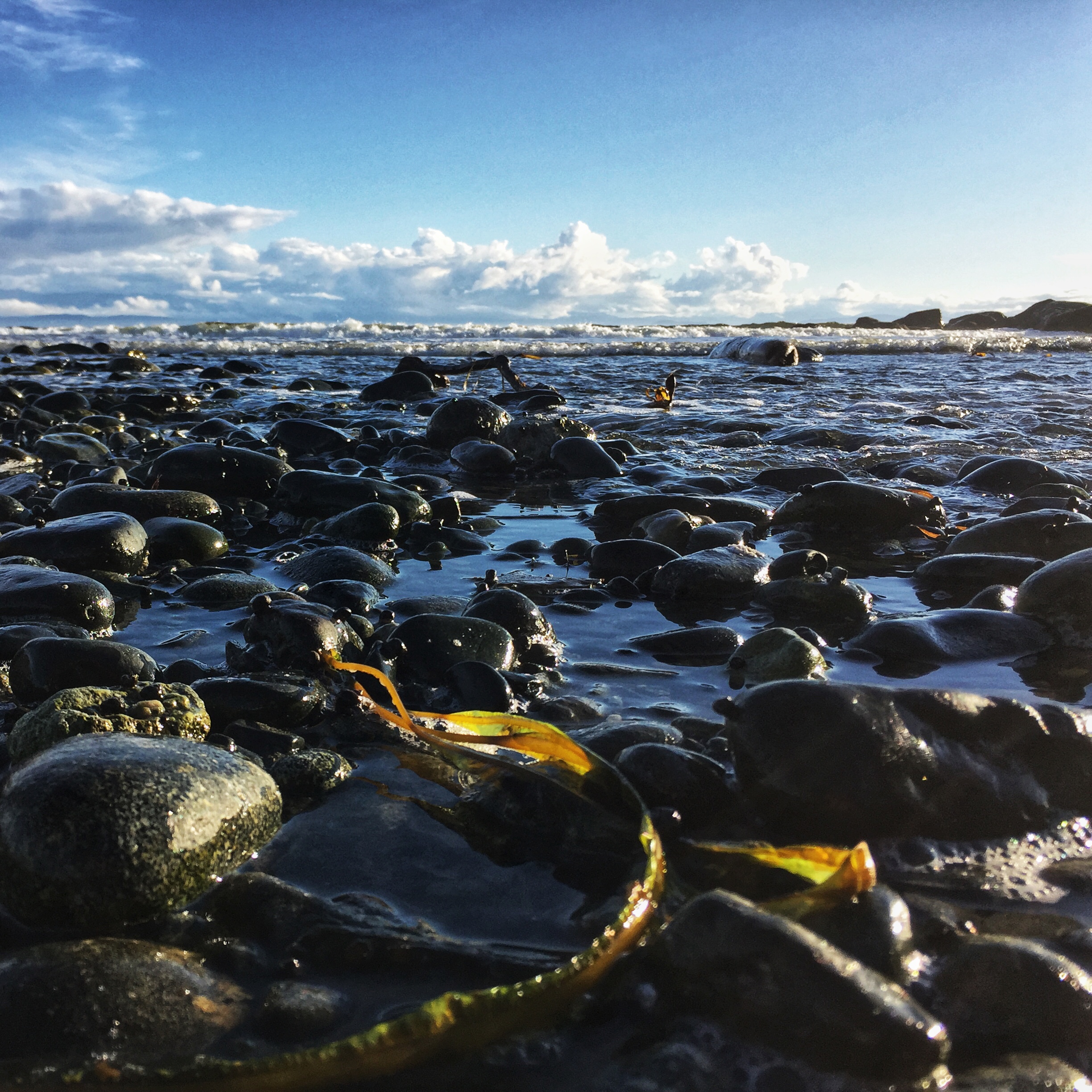 photo taken on the west coast of vancouver island, looking towards the pacific ocean with rocky beach and seaweed in the foreground and waves and clouds in the background