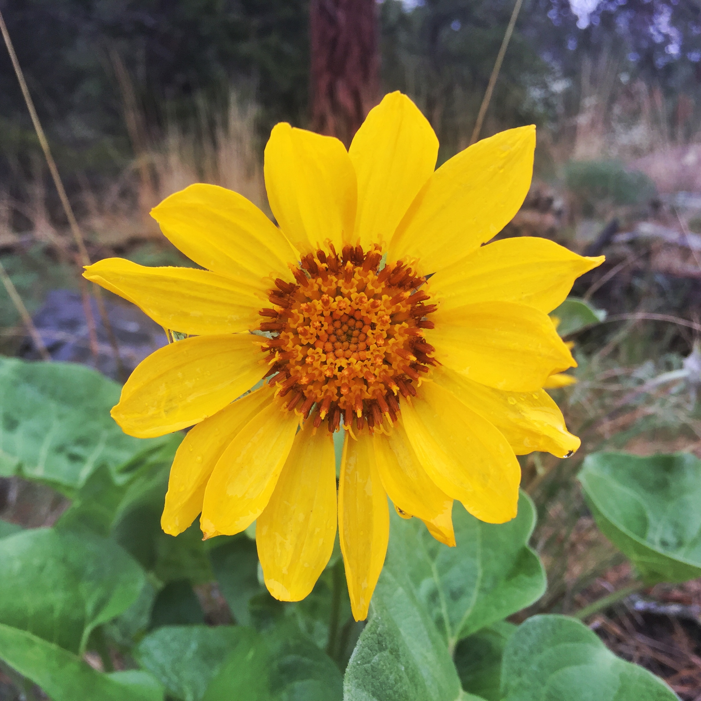 photo of arrowleaf balsamroot flower taken in Naramata, BC in the South Okanagan on Earth Day 2020