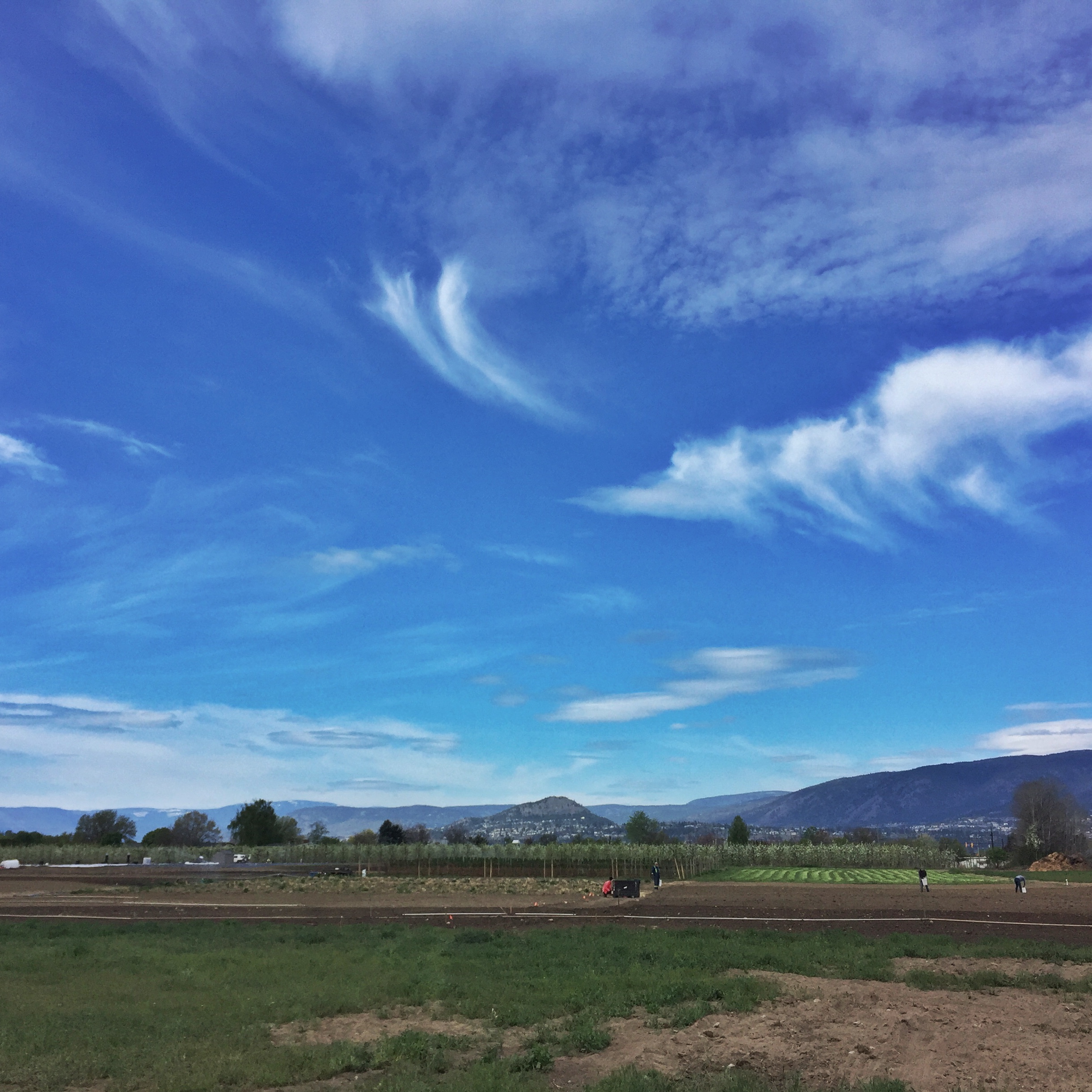a view of Helen's Acres farm on a sunny day with wispy white clouds overhead, located in Kelowna, BC, full of plants!