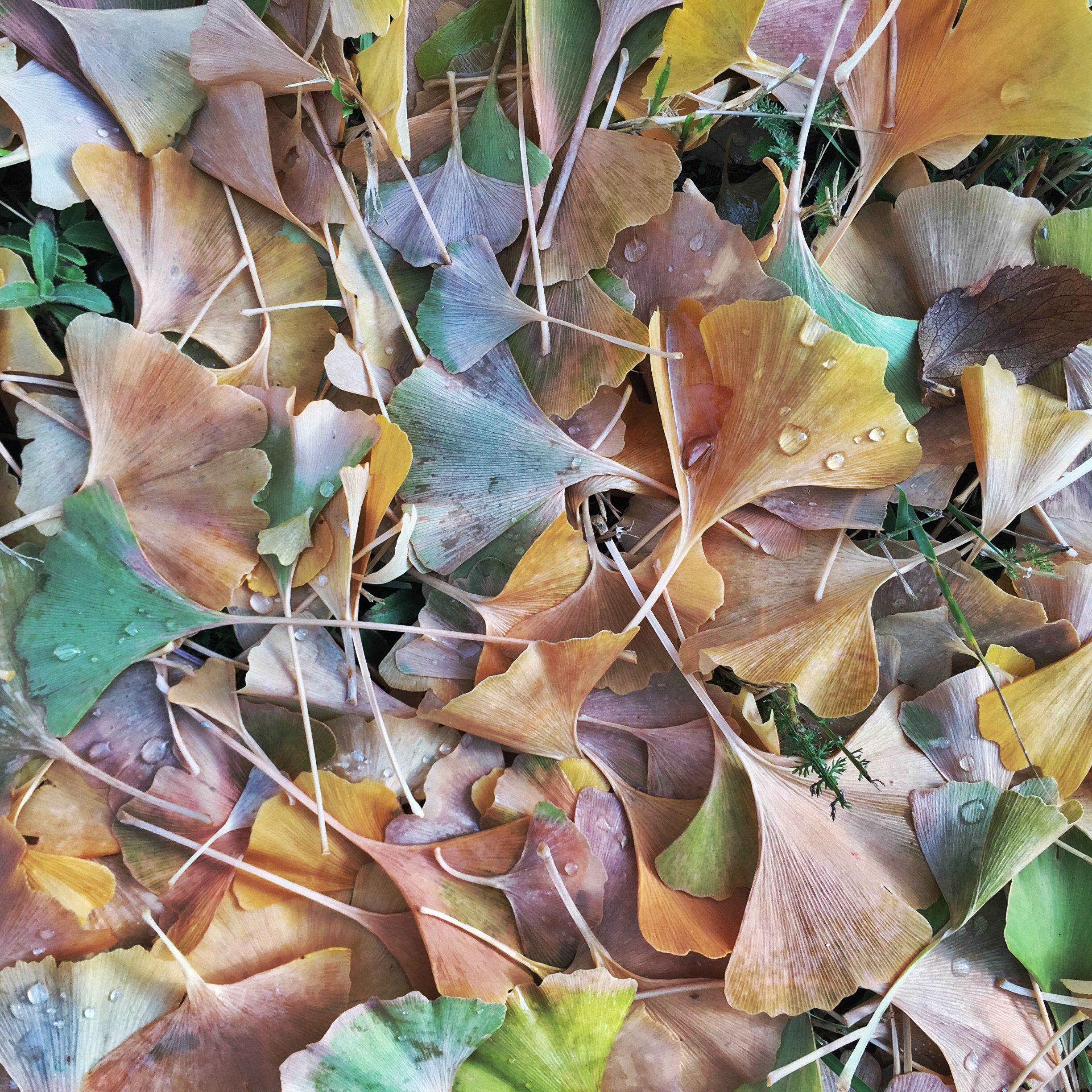 a visual depiction of small acts leading to big change, represented by a pile of fallen ginkgo leaves.
