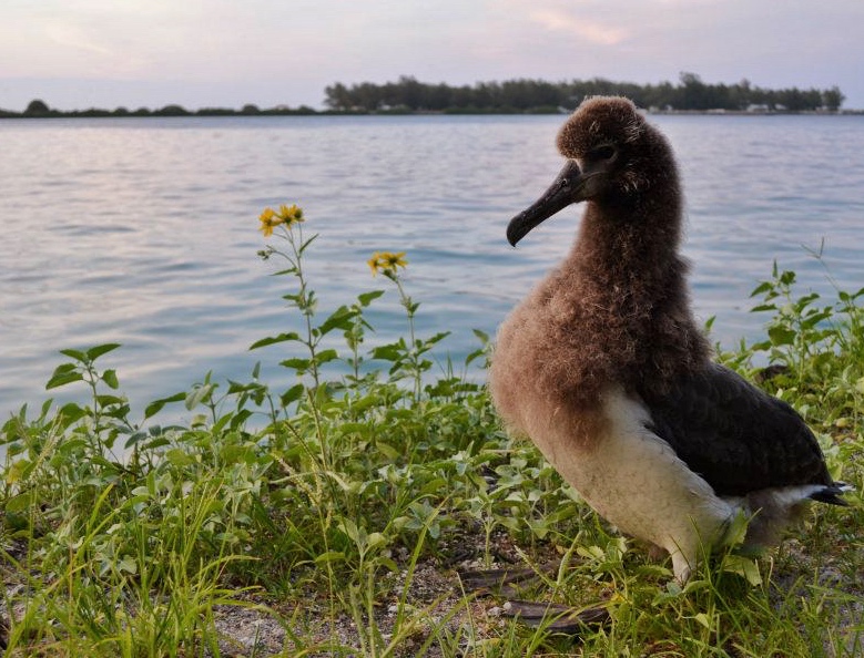 A Laysan Albatross chick on Midway Atoll: a beacon of hope and light.