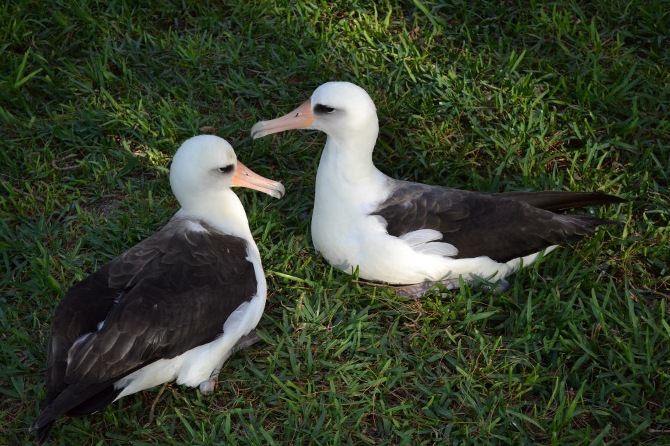 A Laysan Albatross pair, sitting together in the grass on Midway Atoll. Providing a bit of hope and light on a cloudy day.