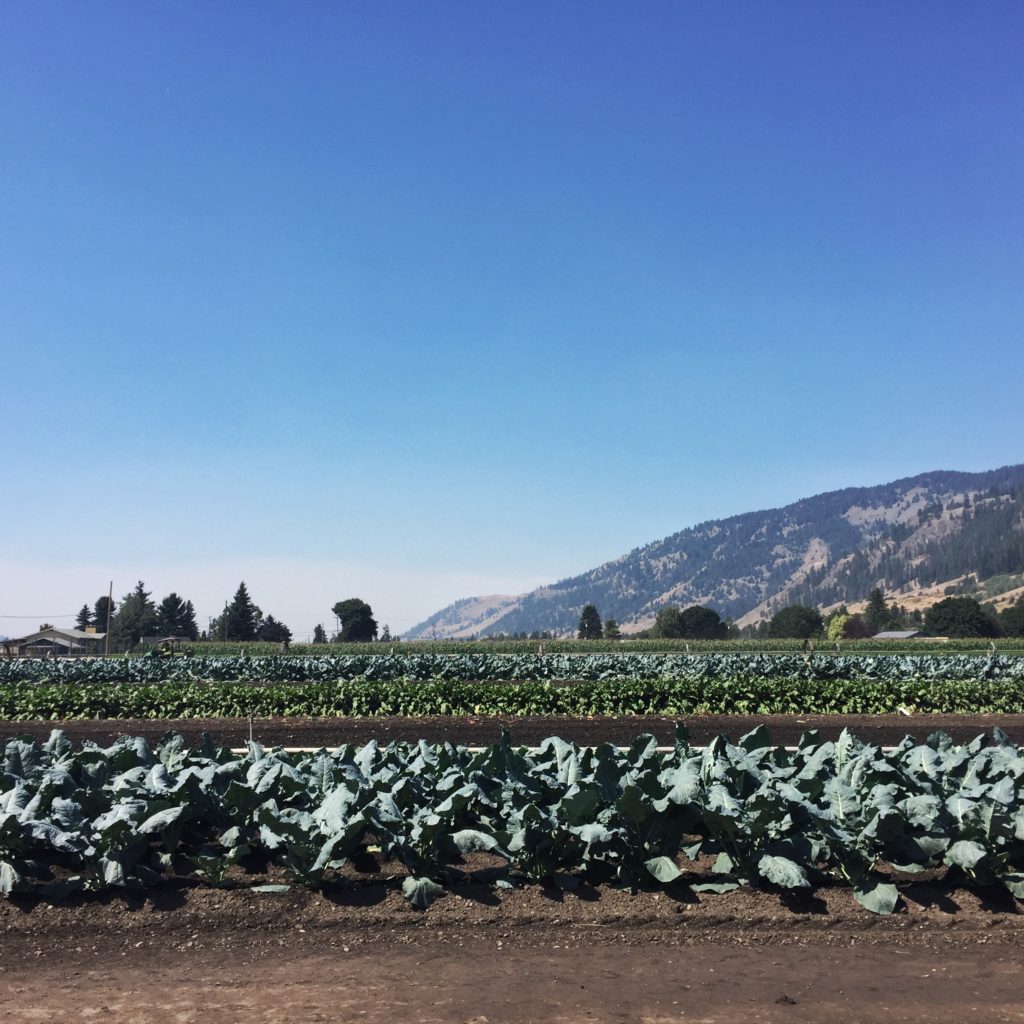 a view of Zelaney Farms fields with vegetable crops in the foreground and a sloping mountain in the background, against a blue sky. no eco-anxiety here!