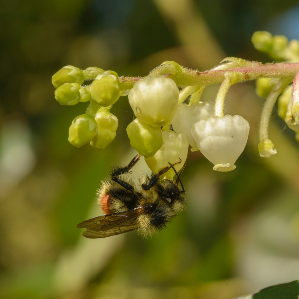 A wild bee pollinates a coastal Arbutus tree flower.