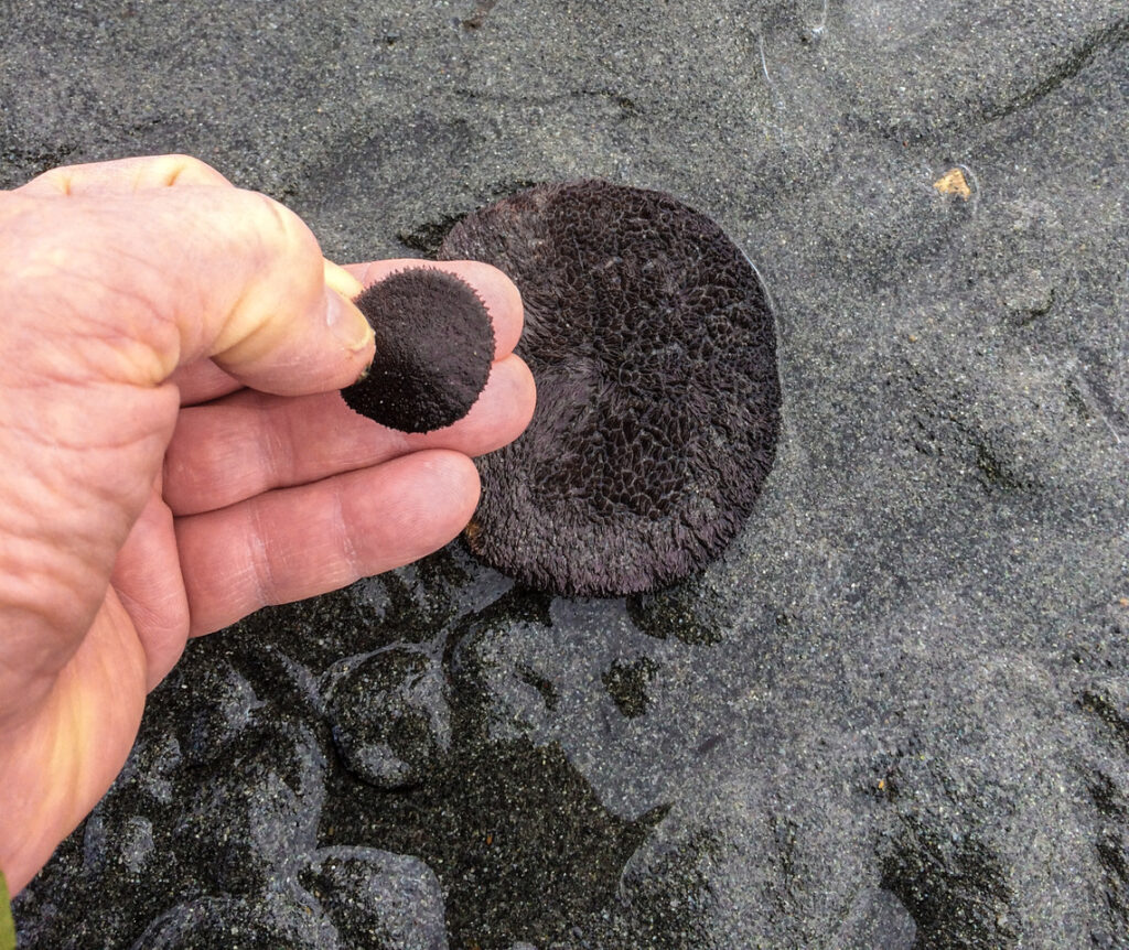 John Williams holds a juvenile sand dollar in his left hand, next to an adult sand dollar laying on the sand.