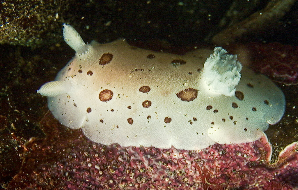 A white marine sea slug with brown spots, also known as a nudibranch, sits on the seafloor bottom of the Salish Sea.