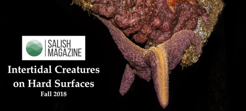 The Fall 2018 cover image for Salish's Magazine titled 'Intertidal Creatures on Hard Surfaces' depicts a sea star falling off of a hard coral.