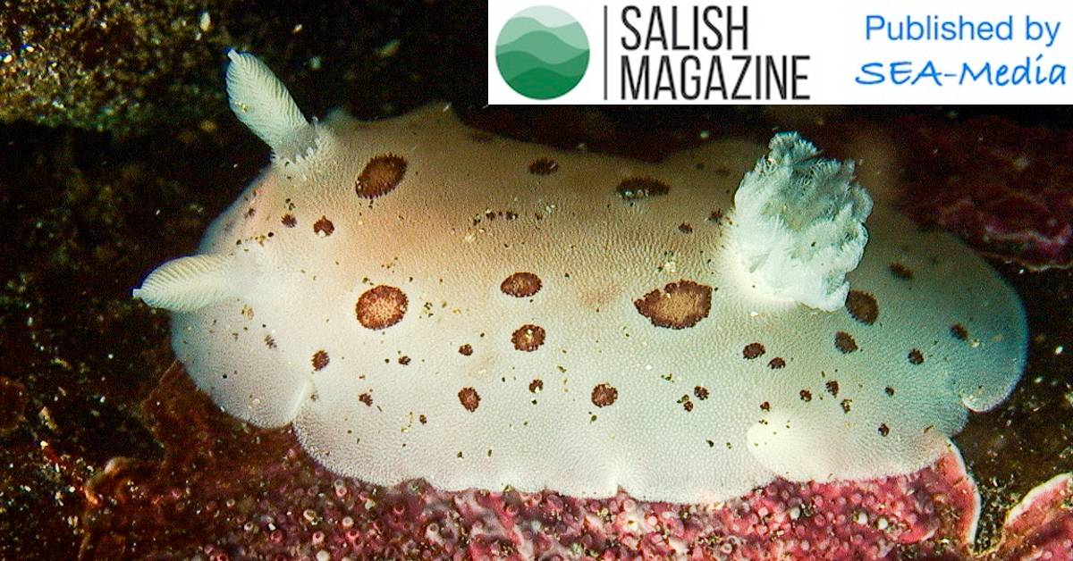 A photo of a white nudibranch with brown spots and the Salish Magazine logo overlayed in the top righthand corner.