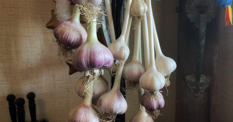 Growing Garlic: a revolutionary act (and magic-making)