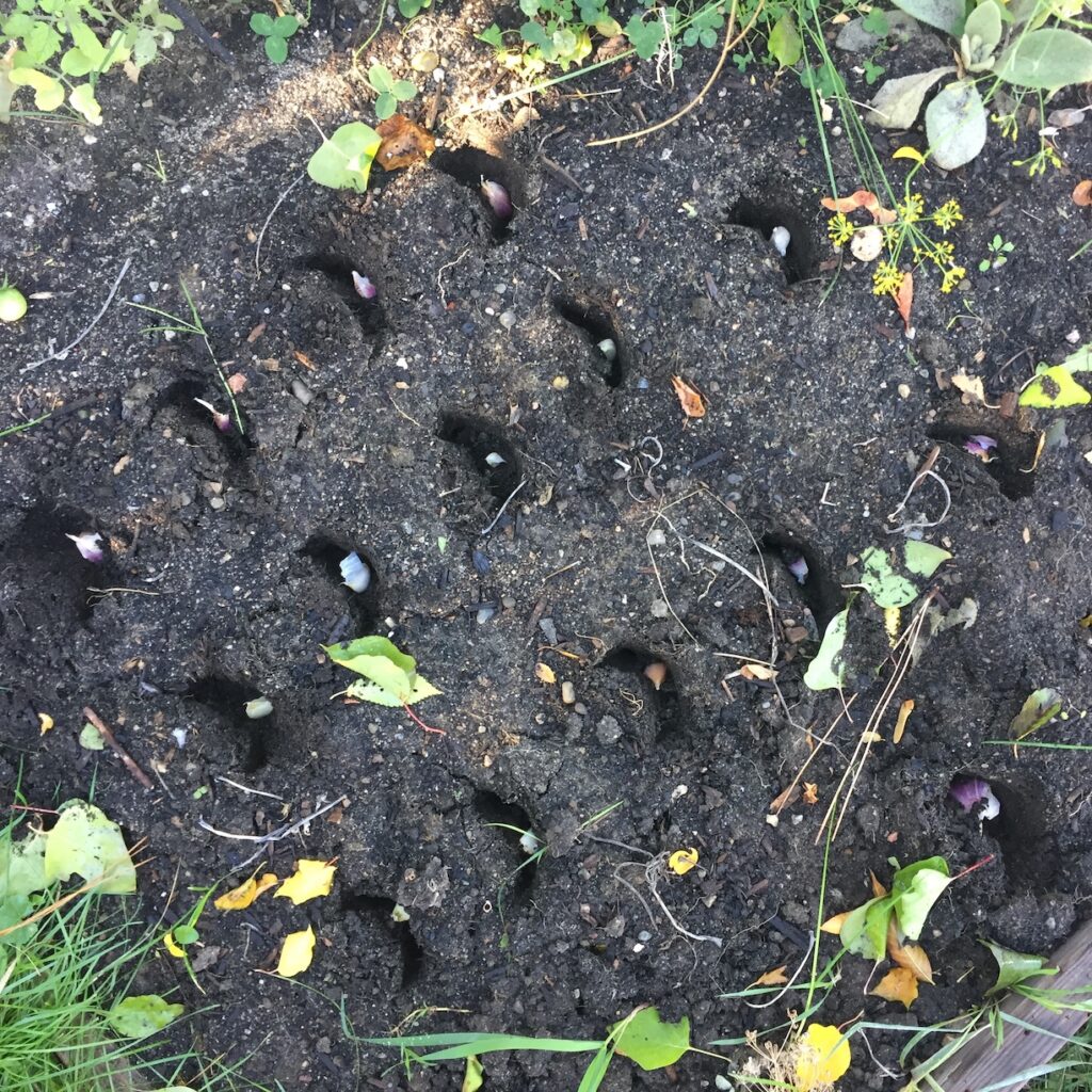 Planting garlic cloves in the soil.