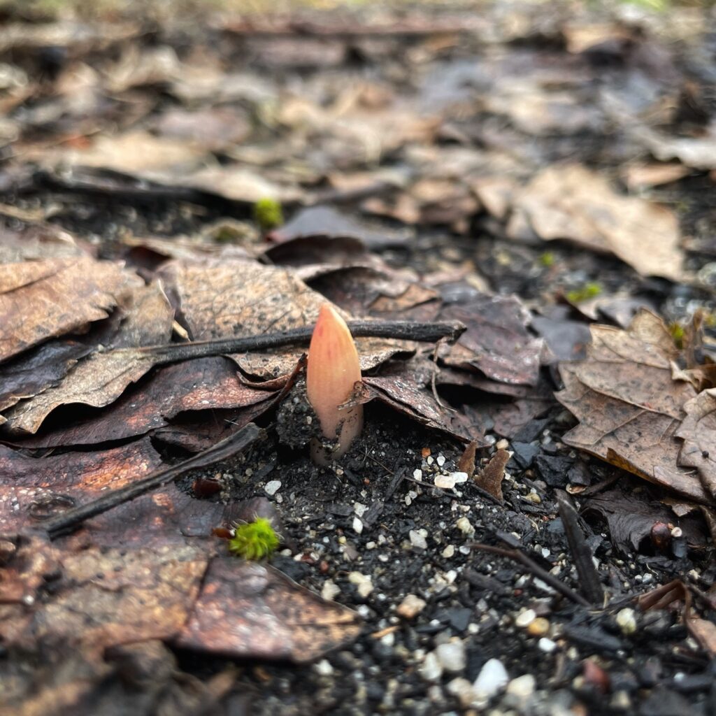 A pink garlic shoot just beginning to emerge from the soil.
