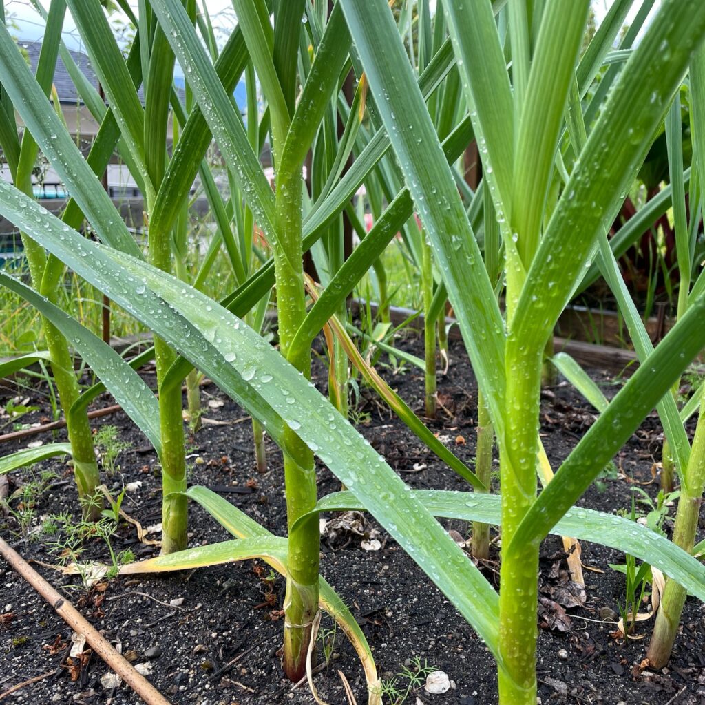 Rows of green garlic plants covered in water droplets.