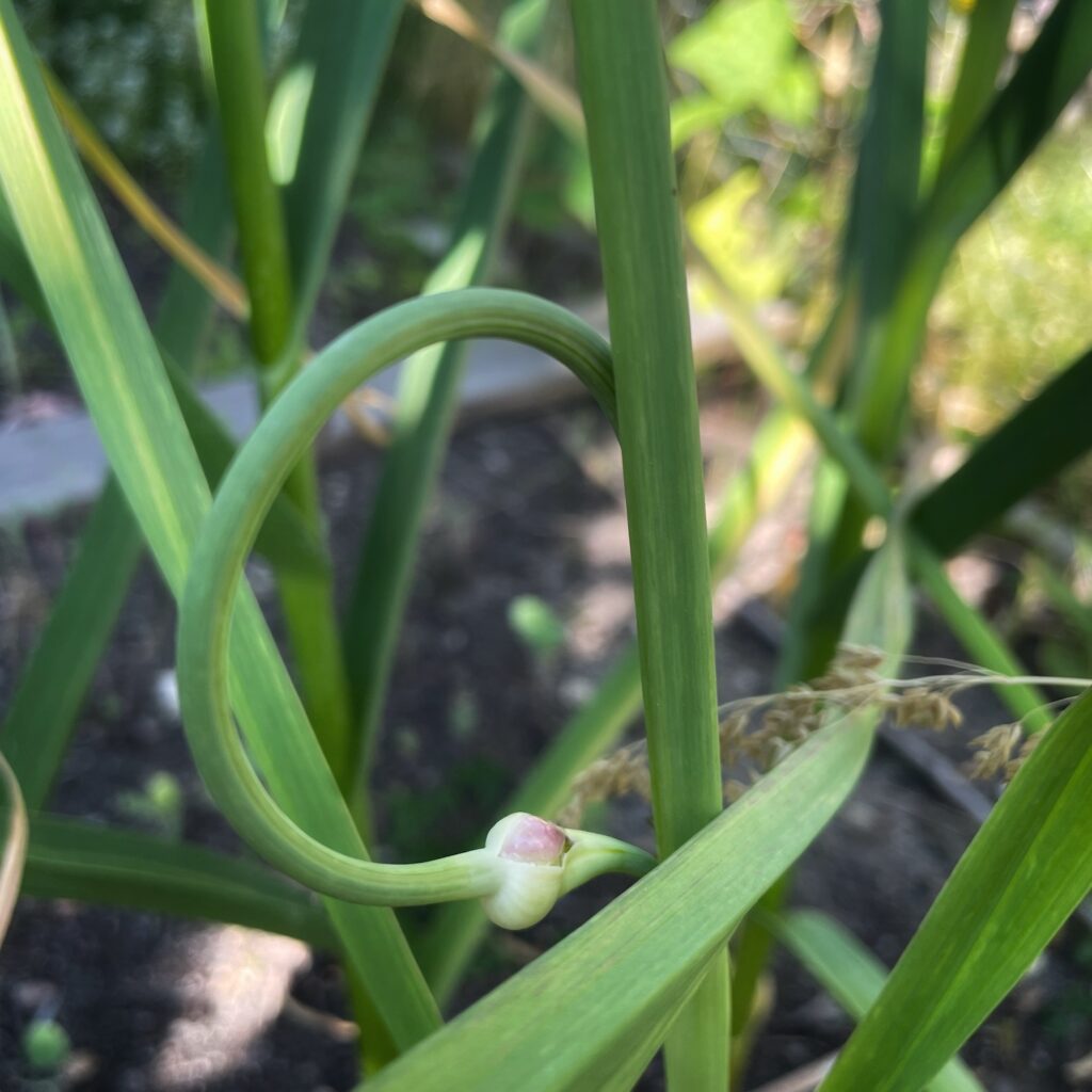 A garlic scape curling in on itself in the garden