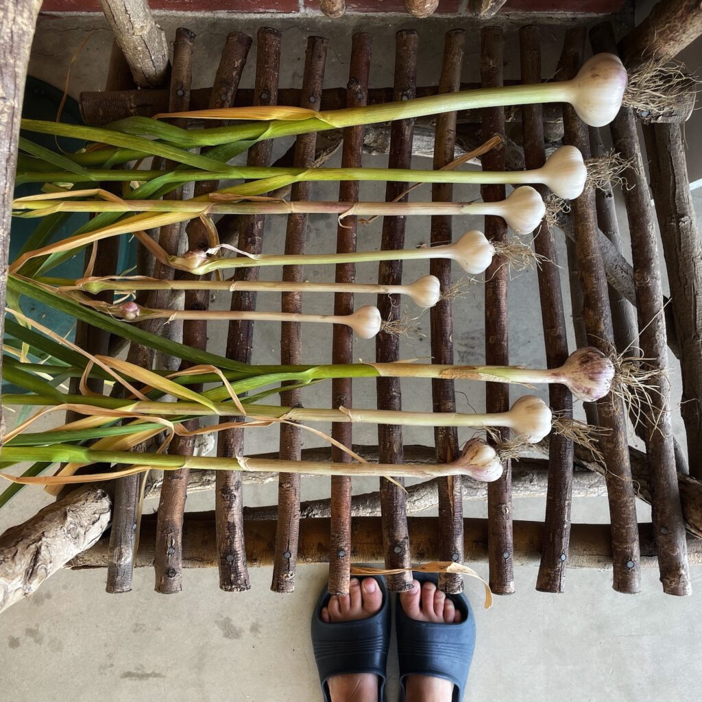 Heads of garlic beginning the dry-cure process.