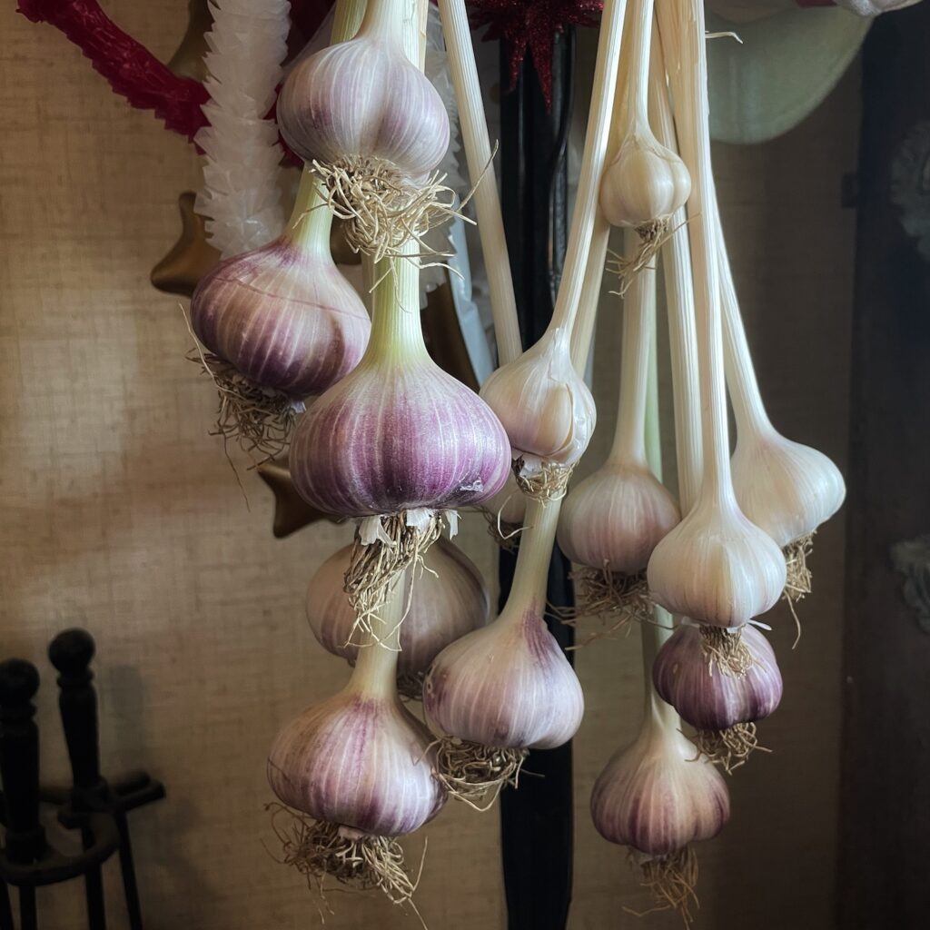 Heads of garlic in shades of white to purple, hanging to cure.