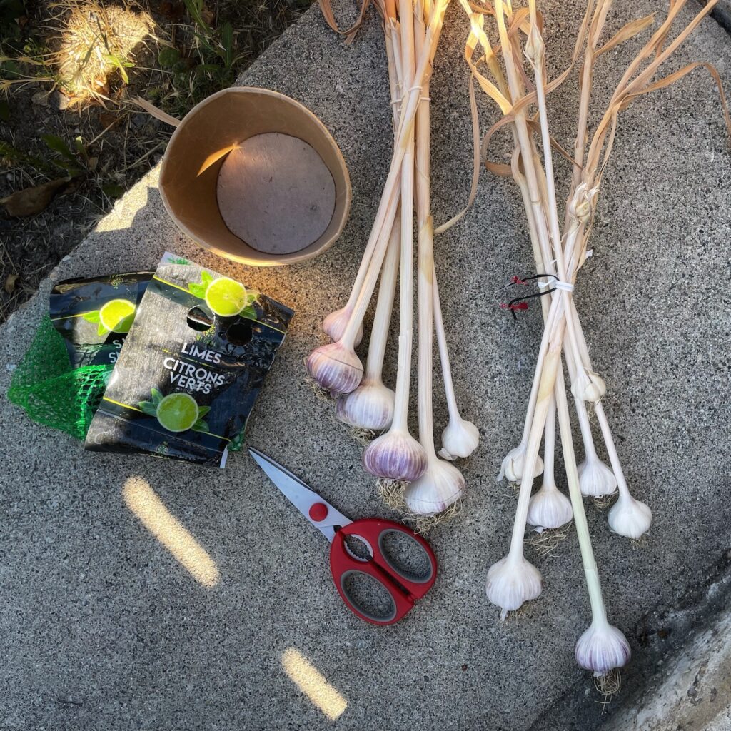 An overhead shot of garlic bulbs with scissors, a mesh bag, and a paper container to store the garlic.