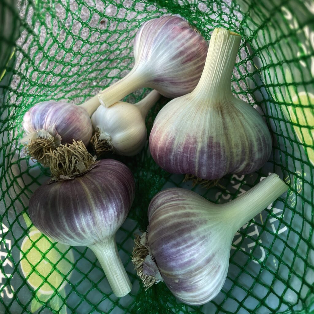 Heads of garlic in a green, mesh bag.