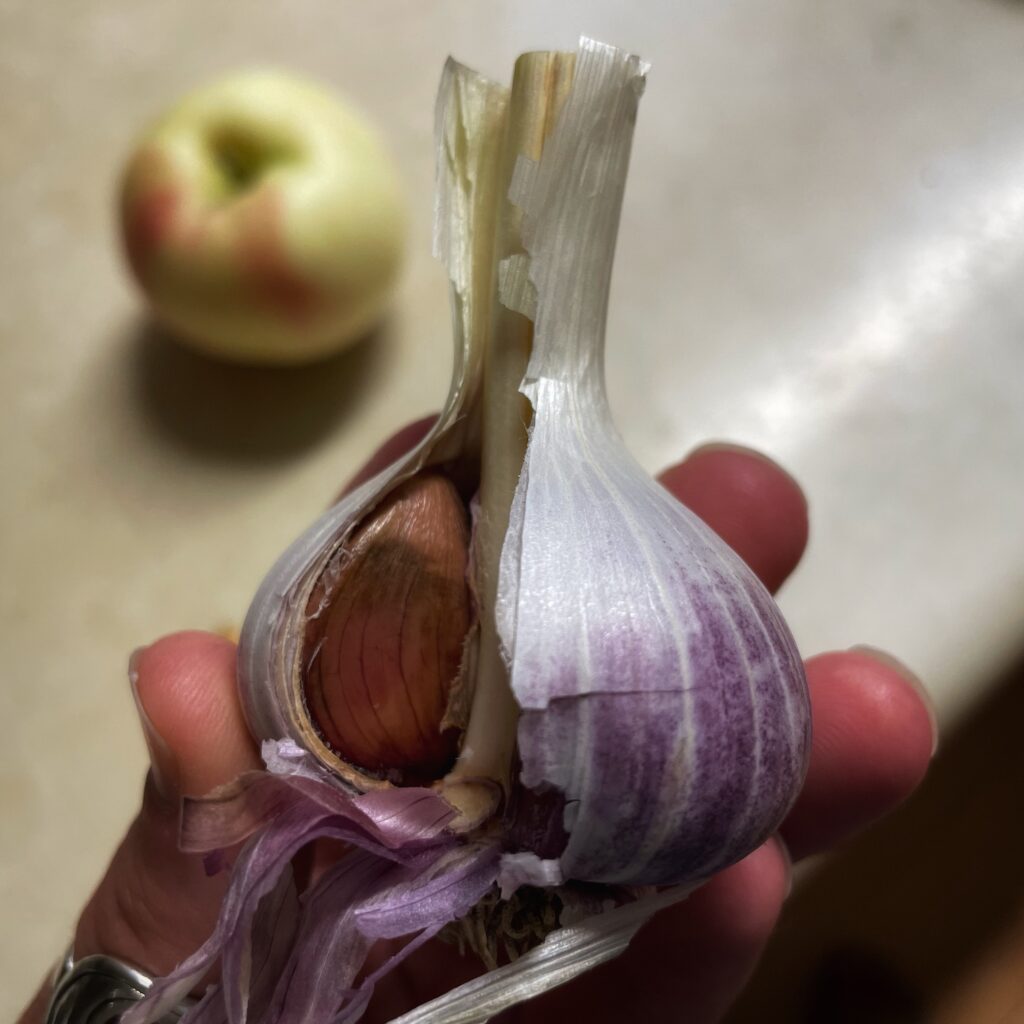 A head of garlic peeled open to reveal the cloves inside.