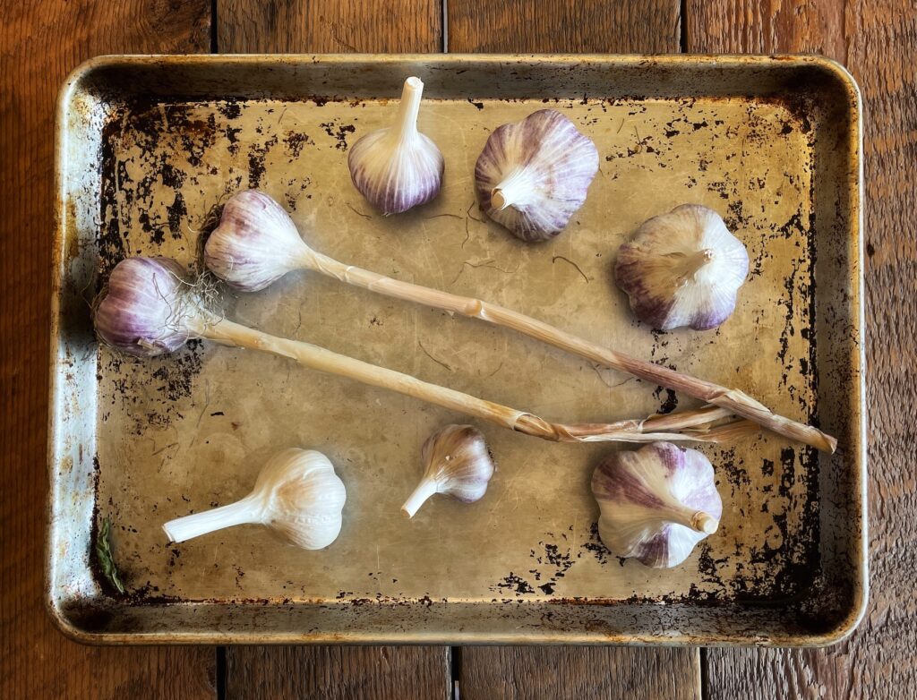 Garlic bulbs on a metal baking tray.