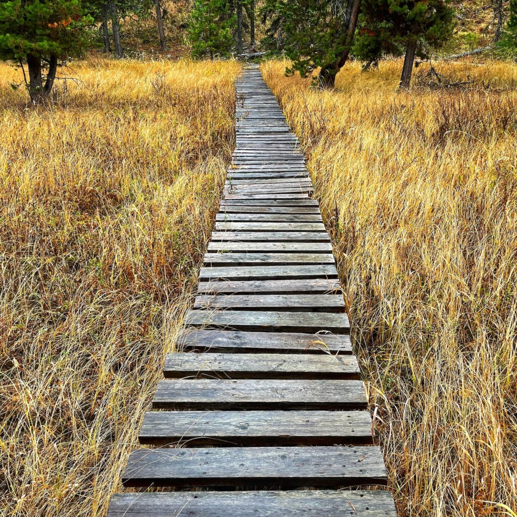 A boardwalk through tall, yellow grass in the autumn.