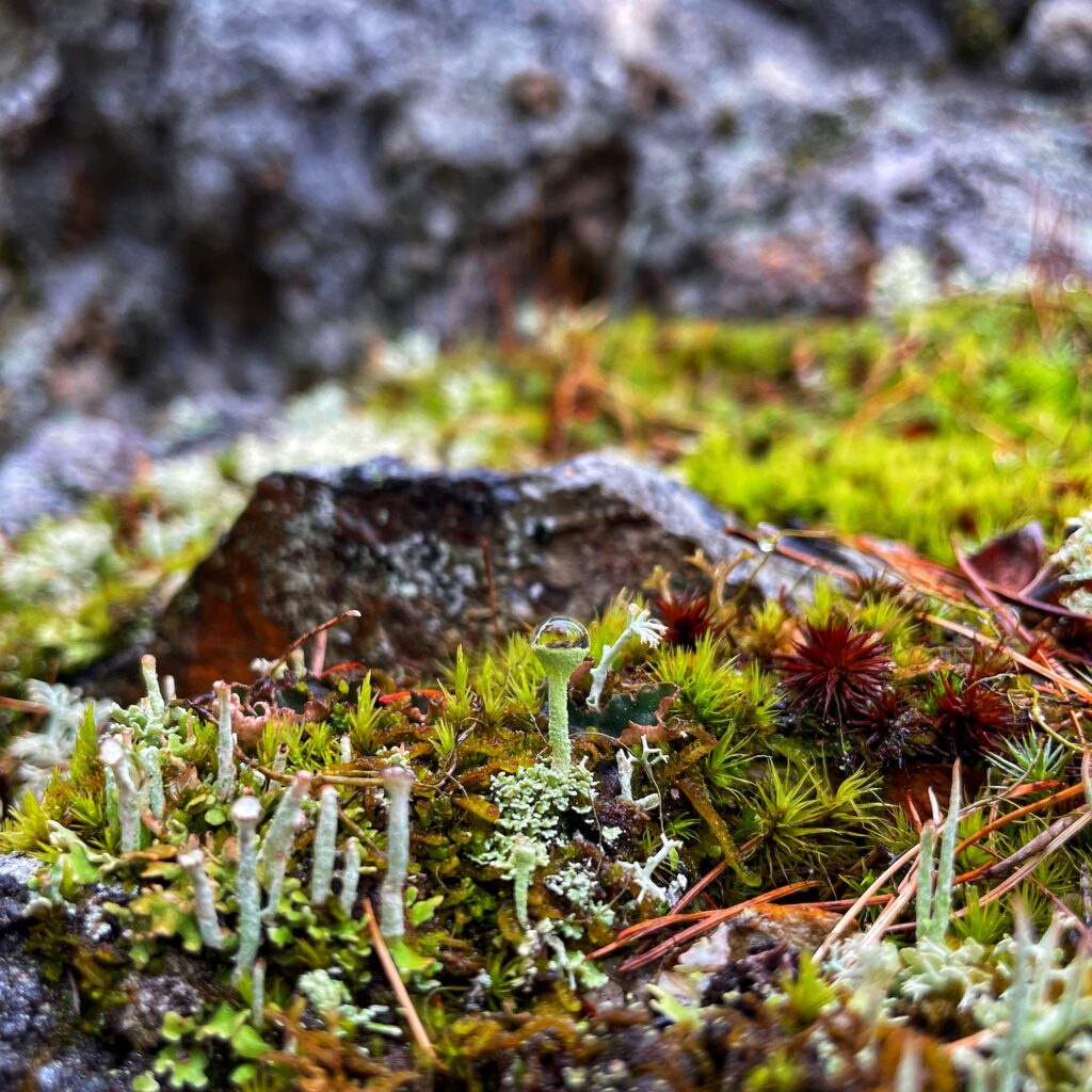 A close-up of moss and lichens holding beads of water against a rock face.