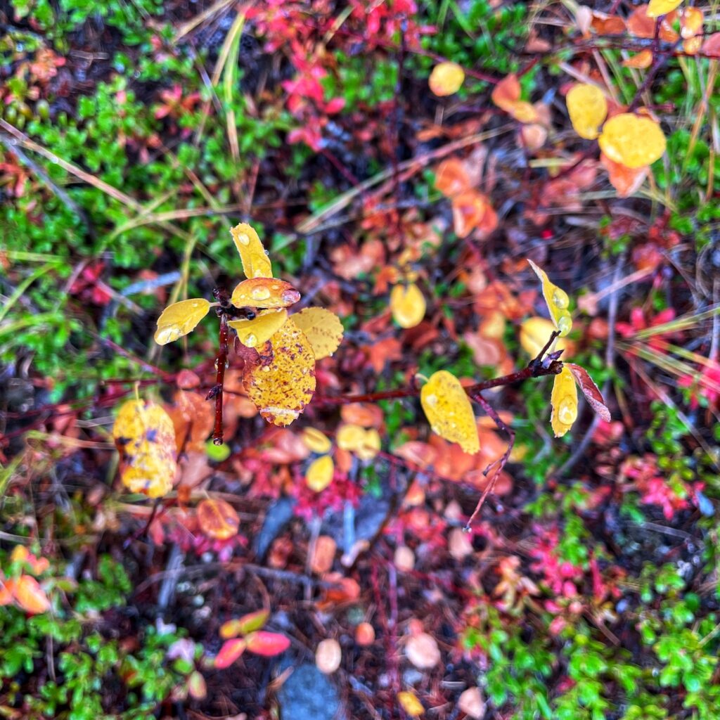 Yellow, red, and green colours of autumn on the forest floor.
