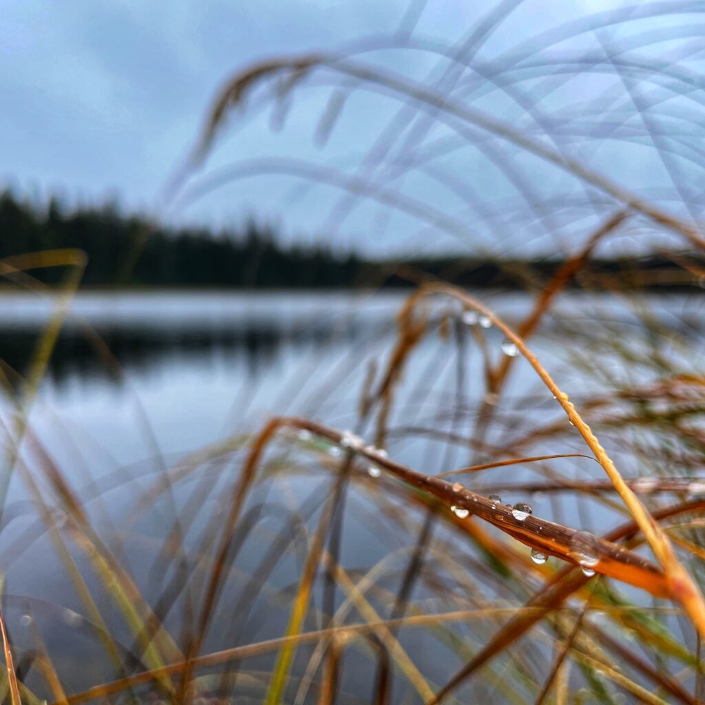 A closeup of beads of water on an orange blade of grass against a forest lake backdrop.