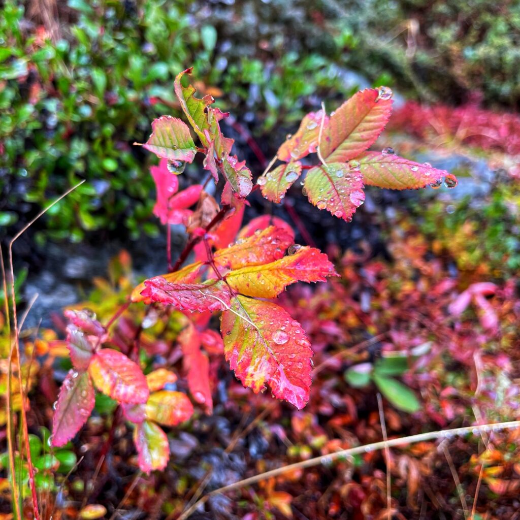 A rosebush showing its autumn colours of yellow and red, with beads of water on the leaves.