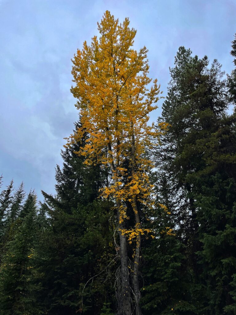 A poplar tree turning yellow in the autumn