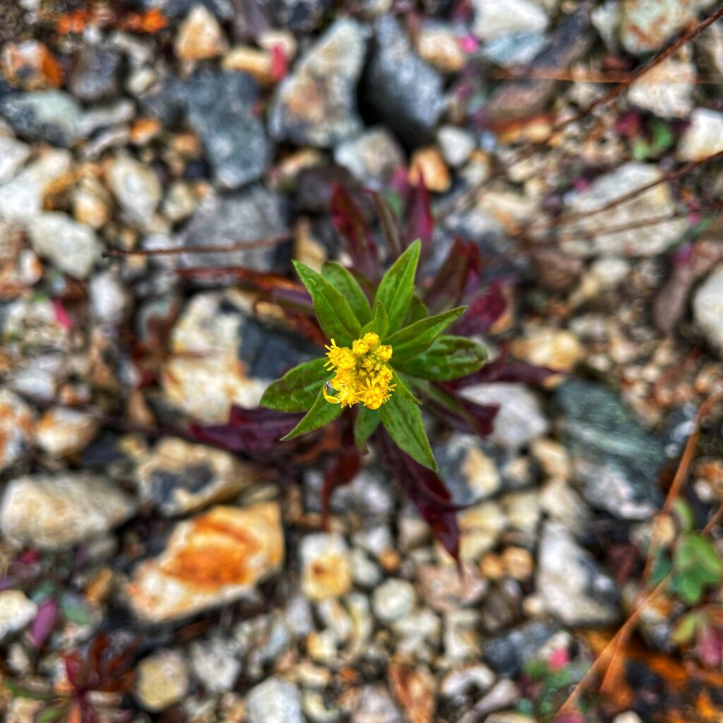 A tiny yellow flower with its leaves changing from green to purple, against a bed of rocks.