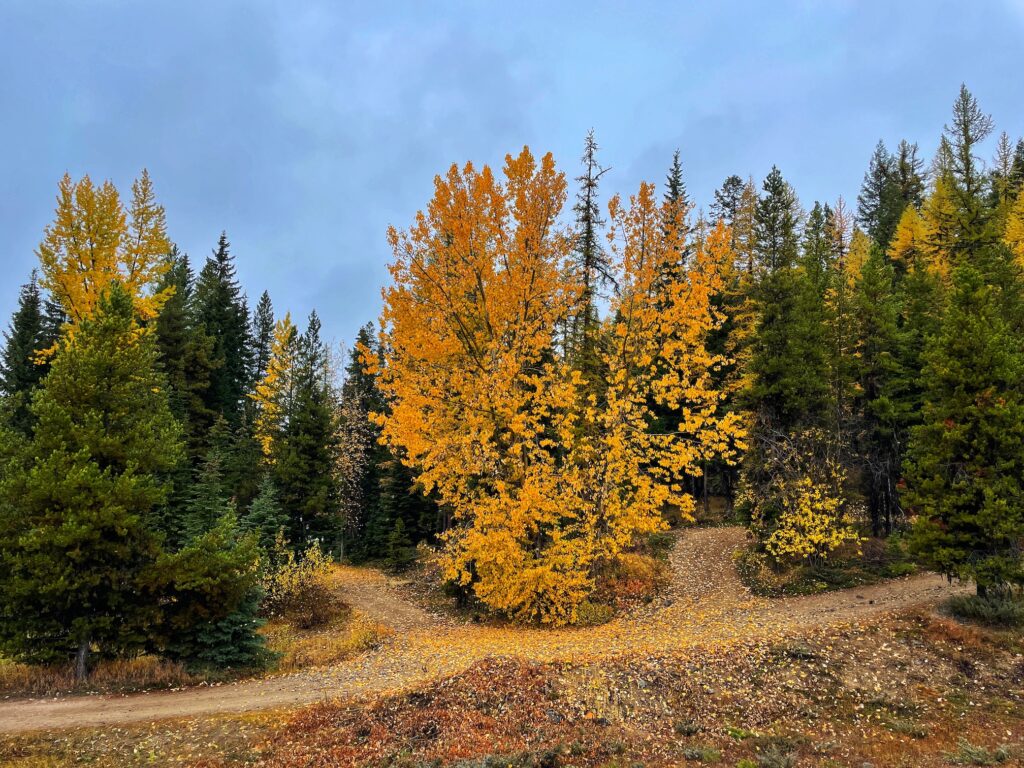 A poplar grove lit up by the autumn season with its yellow leaves falling on dirt roads.