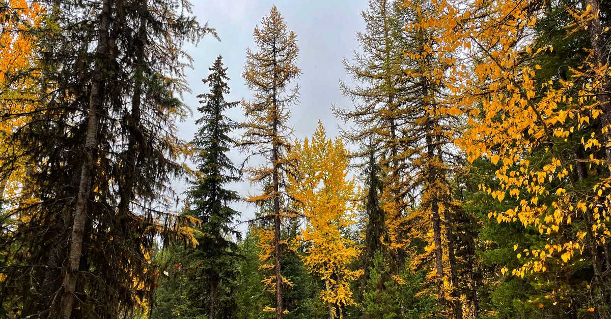 A forest filled with the colours of autumn: larches and poplars turning different shades of yellow.