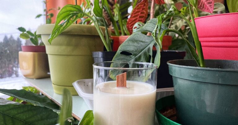 A candle with a wooden wick is nestled among a table full of house plants.