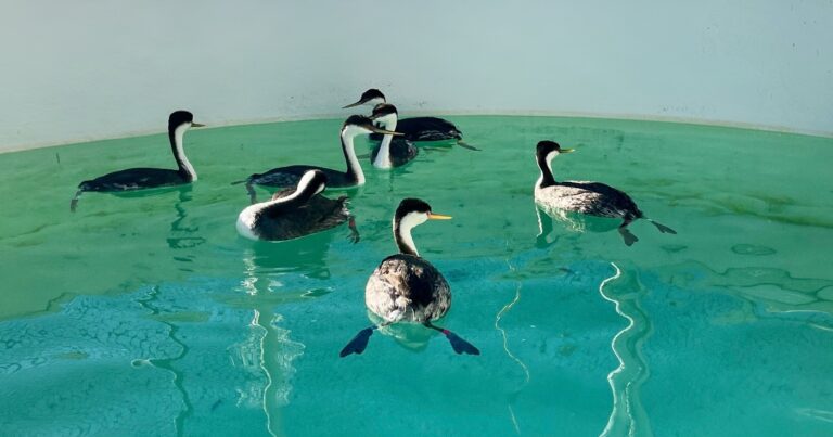Western Grebes swim in a pool at International Bird Rescue.