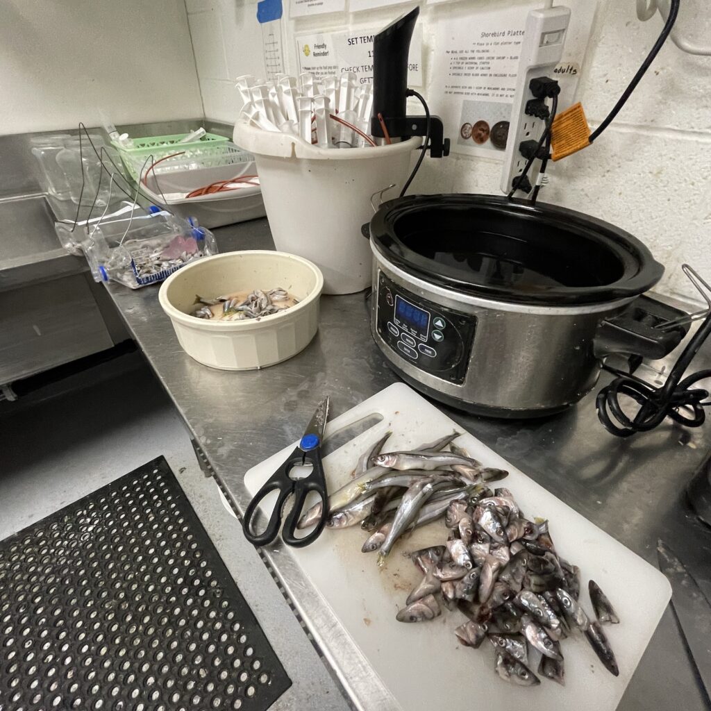 Small Peruvian anchovy fish are cut into pieces using scissors, with a crockpot in the background.