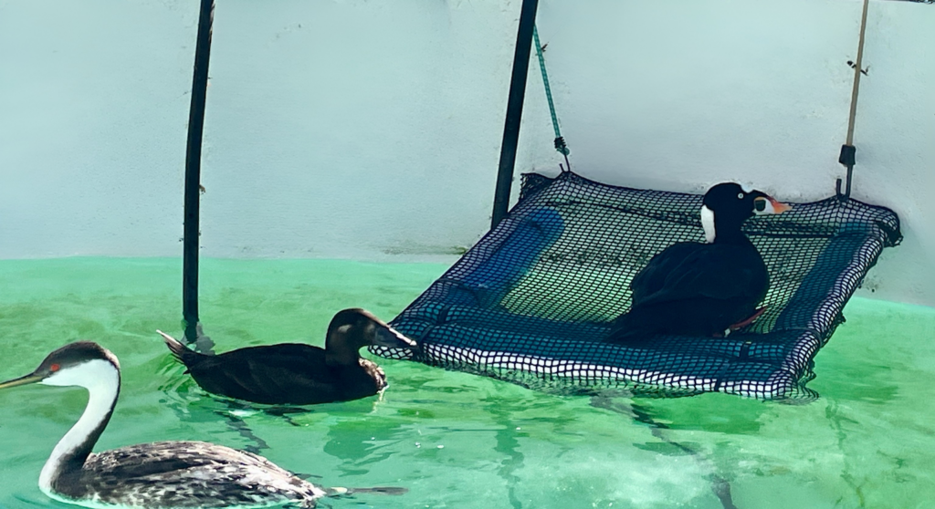 A male Surf Scoter loafs on a haul-out in a pool, while a female Surf Scoter looks on, and a Western Grebe swims away to the left.