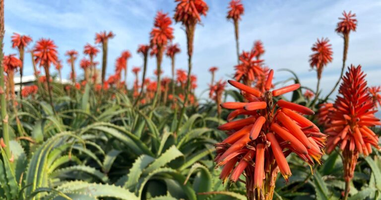 Red oblong succulent flowers perch atop green succulent leaves against a blue sky.