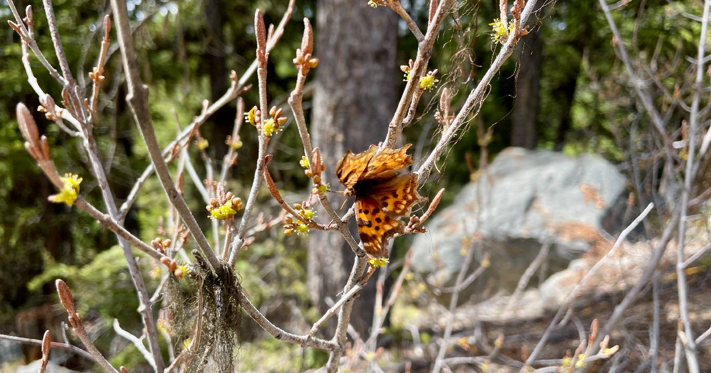 A Polygonia satyrus butterfly rests on a flowering bush.