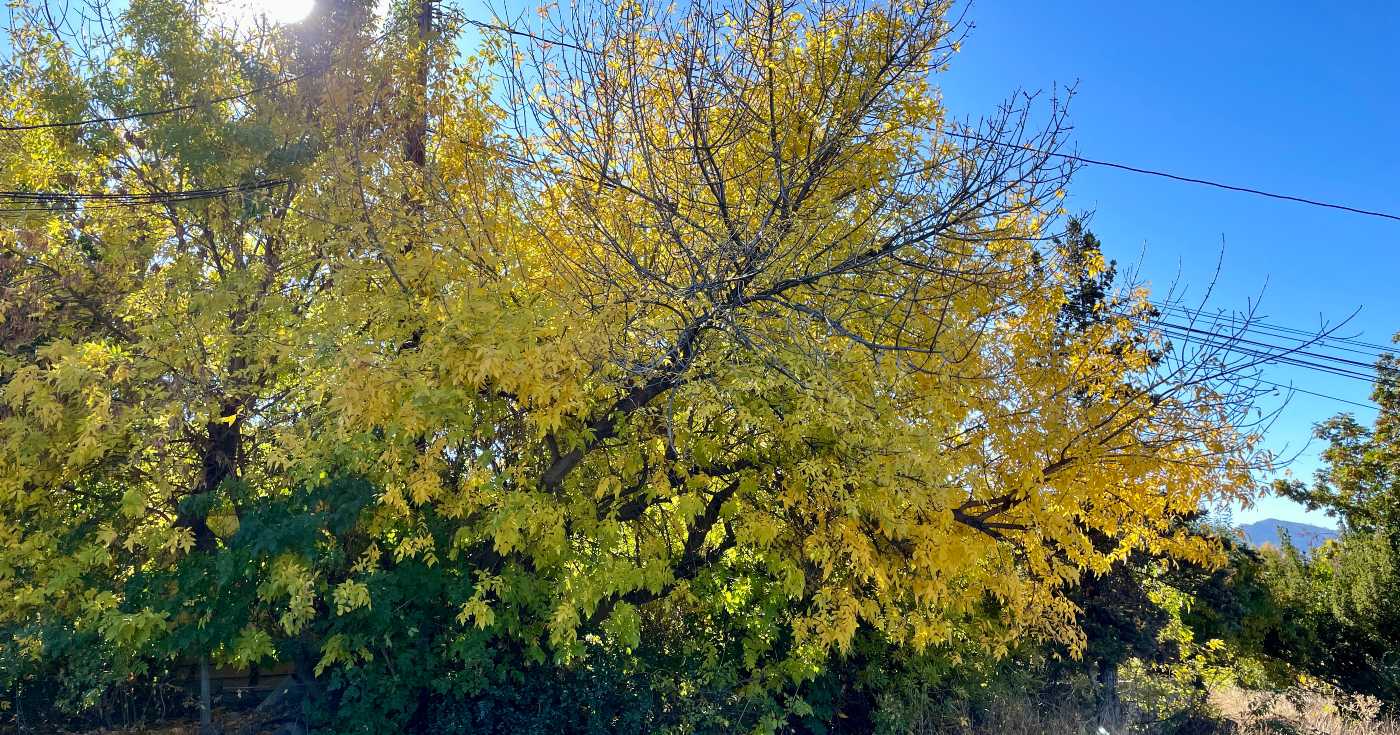 An ash tree displays its yellow fall colours against a blue sky.
